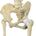 Hip Ligament Injuries